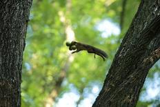Japanese Squirrel (Sciurus Lis) Jumping From Tree To Tree With Four Walnut (Juglans Ailantifolia)-Yukihiro Fukuda-Photographic Print