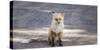 Yukon, Johnsons Crossing, Canada. Red Fox in the Rv Campground-Michael Qualls-Stretched Canvas