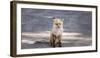 Yukon, Johnsons Crossing, Canada. Red Fox in the Rv Campground-Michael Qualls-Framed Photographic Print