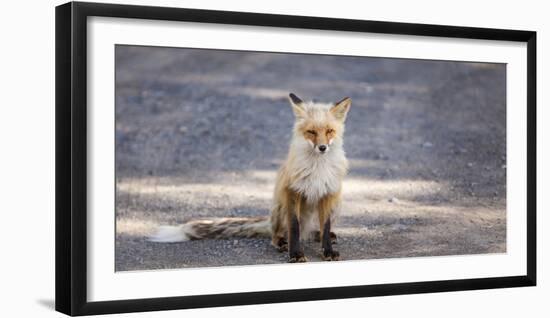 Yukon, Johnsons Crossing, Canada. Red Fox in the Rv Campground-Michael Qualls-Framed Photographic Print