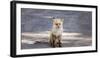 Yukon, Johnsons Crossing, Canada. Red Fox in the Rv Campground-Michael Qualls-Framed Photographic Print