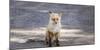 Yukon, Johnsons Crossing, Canada. Red Fox in the Rv Campground-Michael Qualls-Mounted Photographic Print