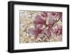 Yulan Magnolia blossoms, Cave Hill Cemetery, Louisville, Kentucky-Adam Jones-Framed Photographic Print