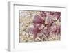 Yulan Magnolia blossoms, Cave Hill Cemetery, Louisville, Kentucky-Adam Jones-Framed Photographic Print