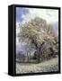 Yulan Magnolia Tree and Blossoms, Louisville, Kentucky, USA-Adam Jones-Framed Stretched Canvas