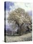 Yulan Magnolia Tree and Blossoms, Louisville, Kentucky, USA-Adam Jones-Stretched Canvas