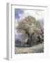 Yulan Magnolia Tree and Blossoms, Louisville, Kentucky, USA-Adam Jones-Framed Photographic Print