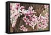 Yulan Magnolia Tree Blossoms, Louisville, Kentucky-Adam Jones-Framed Stretched Canvas