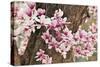 Yulan Magnolia Tree Blossoms, Louisville, Kentucky-Adam Jones-Stretched Canvas