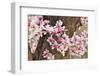 Yulan Magnolia Tree Blossoms, Louisville, Kentucky-Adam Jones-Framed Photographic Print