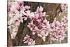 Yulan Magnolia Tree Blossoms, Louisville, Kentucky-Adam Jones-Stretched Canvas