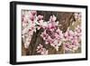 Yulan Magnolia Tree Blossoms, Louisville, Kentucky-Adam Jones-Framed Photographic Print