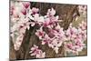 Yulan Magnolia Tree Blossoms, Louisville, Kentucky-Adam Jones-Mounted Photographic Print