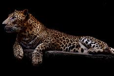 Jaguar-yulius handoko-Framed Stretched Canvas