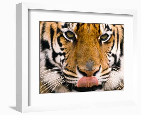 Yum-Art Wolfe-Framed Photographic Print