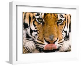 Yum-Art Wolfe-Framed Photographic Print