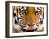 Yum-Art Wolfe-Framed Photographic Print