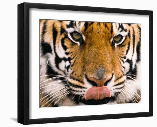 Yum-Art Wolfe-Framed Photographic Print