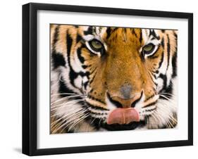 Yum-Art Wolfe-Framed Photographic Print