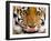 Yum-Art Wolfe-Framed Photographic Print