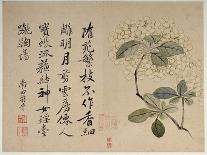 Lotus Flower, by Yun Shou-P'Ing (1633-90), from an 'Album of Flowers', (W/C on Silk Backed Paper)-Yun Shouping-Giclee Print