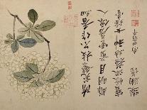 Poppies (Leaf from an Album of Flower Paintings)-Yun Shouping-Giclee Print