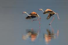 Zebras Drinking-Yun Wang-Photographic Print