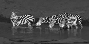 Zebras Drinking-Yun Wang-Photographic Print