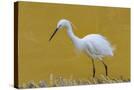 Stretched Canvas