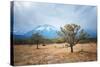 Yunnan Landscape with Jade Dragon Snow Mountain, Trees and Yaks, Lijiang, Yunnan, China, Asia-Andreas Brandl-Stretched Canvas