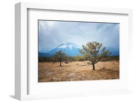 Yunnan Landscape with Jade Dragon Snow Mountain, Trees and Yaks, Lijiang, Yunnan, China, Asia-Andreas Brandl-Framed Photographic Print