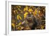 Yunnan Snub-Nosed Monkey (Rhinopithecus Bieti) in Tree in Autumn-Xi Zhinong-Framed Photographic Print