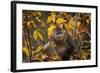 Yunnan Snub-Nosed Monkey (Rhinopithecus Bieti) in Tree in Autumn-Xi Zhinong-Framed Photographic Print