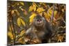 Yunnan Snub-Nosed Monkey (Rhinopithecus Bieti) in Tree in Autumn-Xi Zhinong-Mounted Photographic Print