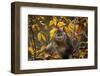 Yunnan Snub-Nosed Monkey (Rhinopithecus Bieti) in Tree in Autumn-Xi Zhinong-Framed Photographic Print