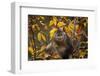 Yunnan Snub-Nosed Monkey (Rhinopithecus Bieti) in Tree in Autumn-Xi Zhinong-Framed Photographic Print