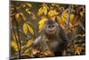 Yunnan Snub-Nosed Monkey (Rhinopithecus Bieti) in Tree in Autumn-Xi Zhinong-Mounted Photographic Print