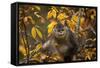 Yunnan Snub-Nosed Monkey (Rhinopithecus Bieti) in Tree in Autumn-Xi Zhinong-Framed Stretched Canvas