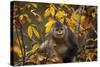 Yunnan Snub-Nosed Monkey (Rhinopithecus Bieti) in Tree in Autumn-Xi Zhinong-Stretched Canvas