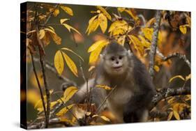 Yunnan Snub-Nosed Monkey (Rhinopithecus Bieti) in Tree in Autumn-Xi Zhinong-Stretched Canvas