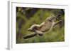 Yunnan Snub-Nosed Monkey (Rhinopithecus Bieti) Jumping from Tree to Tree-Staffan Widstrand-Framed Photographic Print