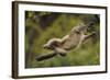 Yunnan Snub-Nosed Monkey (Rhinopithecus Bieti) Jumping from Tree to Tree-Staffan Widstrand-Framed Photographic Print