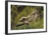 Yunnan Snub-Nosed Monkey (Rhinopithecus Bieti) Jumping from Tree to Tree-Staffan Widstrand-Framed Photographic Print