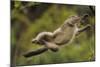 Yunnan Snub-Nosed Monkey (Rhinopithecus Bieti) Jumping from Tree to Tree-Staffan Widstrand-Mounted Photographic Print