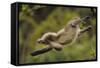 Yunnan Snub-Nosed Monkey (Rhinopithecus Bieti) Jumping from Tree to Tree-Staffan Widstrand-Framed Stretched Canvas