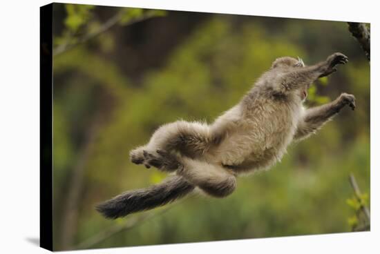 Yunnan Snub-Nosed Monkey (Rhinopithecus Bieti) Jumping from Tree to Tree-Staffan Widstrand-Stretched Canvas