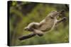 Yunnan Snub-Nosed Monkey (Rhinopithecus Bieti) Jumping from Tree to Tree-Staffan Widstrand-Stretched Canvas