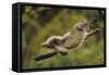 Yunnan Snub-Nosed Monkey (Rhinopithecus Bieti) Jumping from Tree to Tree-Staffan Widstrand-Framed Stretched Canvas