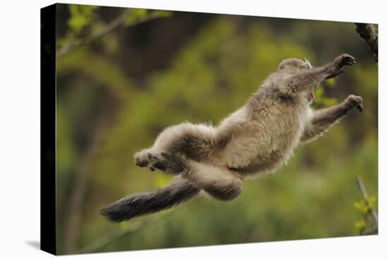 Yunnan Snub-Nosed Monkey (Rhinopithecus Bieti) Jumping from Tree to Tree-Staffan Widstrand-Stretched Canvas