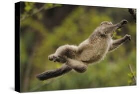 Yunnan Snub-Nosed Monkey (Rhinopithecus Bieti) Jumping from Tree to Tree-Staffan Widstrand-Stretched Canvas